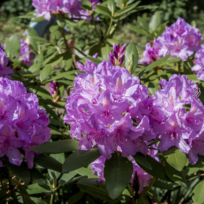 Rhododendron ´Catawbiense Boursault´ - 