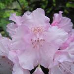 Rhododendron yakushimanum 'Silberwolke' - Rhododendron yakushimanum 'Silberwolke'
