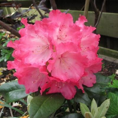 Rhododendron yakushimanum 'Sneezy' - Rhododendron yakushimanum 'Sneezy'