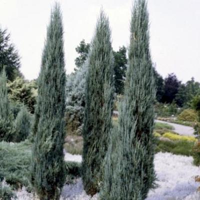 Juniperus scopulorum 'Blue Arrow' - Juniperus  scopulorum 'Blue Arrow' 