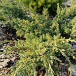 Juniperus horizontalis 'Prince of Wales' - 