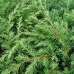 Juniperus rigida subsp. conferta 'Blue Pacific' - 