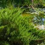 Juniperus sabina 'Tamariscifolia - 