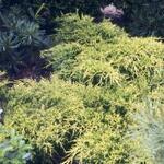 Juniperus x pfitzeriana 'Wilhelm Pfitzer' - 