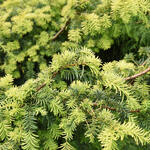 Taxus baccata ‘Summergold’ - Taxus baccata ‘Summergold’