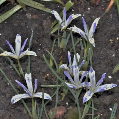 Iris reticulata 'Painted Lady' - 