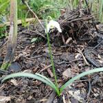 Galanthus rizehensis - 