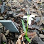 Galanthus nivalis 'Anglesey Abbey' - 