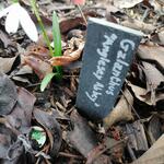 Galanthus nivalis 'Anglesey Abbey' - 