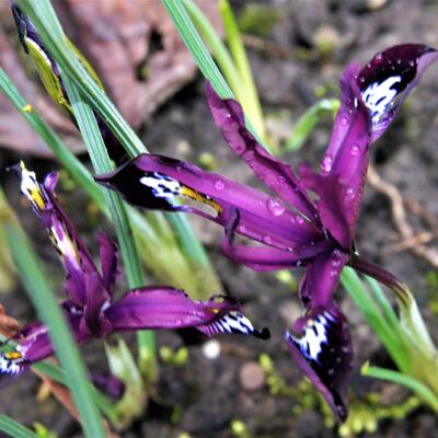 Iris reticulata 'Pauline' - 