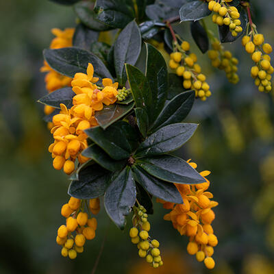 Berberis linearifolia 'Orange King' - Berberis trigona 'Orange King'