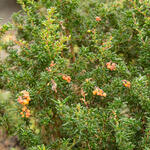 Berberis x stenophylla - Schmalblättrige Berberitze