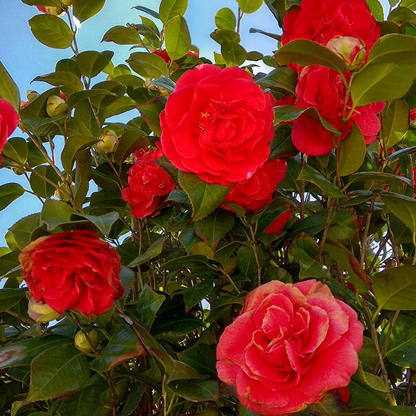 Camellia japonica (Rood) - Camélia du Japon - buissons - Acheter des  plantes en ligne | Matelma.com