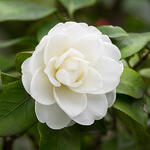 Camellia japonica (wit) - Kamelie - Camellia japonica (wit)