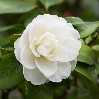 Camélia du Japon - Camellia japonica (wit) | Acheter des plantes en ligne
