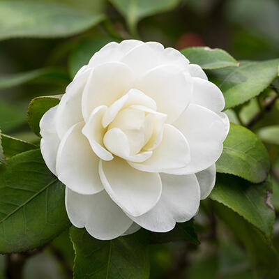 Kamelie - Camellia japonica (wit)