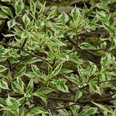 Cornus alternifolia 'Argentea' - 