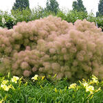 Cotinus coggygria 'Young Lady' - 