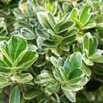 Euonymus japonicus 'President Gauthier' - 