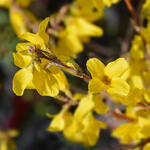 Forsythia x intermedia 'Minigold' - 