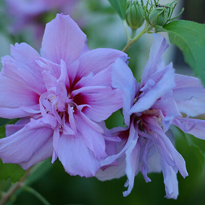 Hibiscus syriacus 'Lavender CHIFFON'