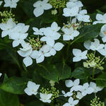 Hydrangea macrophylla 'Lanarth White' - 