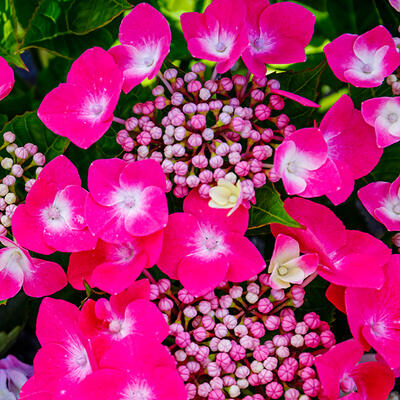 Hydrangea macrophylla 'Teller Pink' - Hydrangea macrophylla 'Teller Pink'