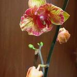 Phalaenopsis Baldan's Kaleidoscope 'Golden Treasure' - 