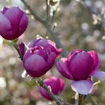 Magnolia 'Black Tulip' - 