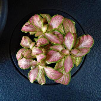 Fittonia albivenis 'Pink Forest Flame'