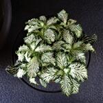 Fittonia albivenis (Verschaffeltii Group) 'White Forest Flame' - 