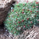 Armeria juniperifolia 'Drake's Deep Form' - 