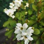 Exochorda racemosa 'Magical Springtime' - Exochorda racemosa 'Magical Springtime'