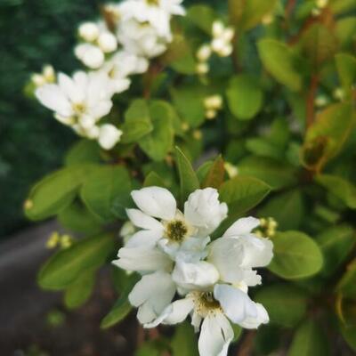 Exochorda racemosa 'Magical Springtime' - 
