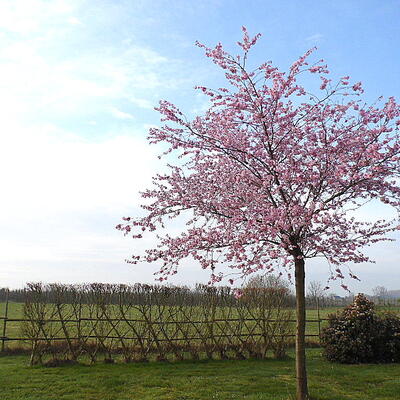 Prunus 'Accolade' - 
