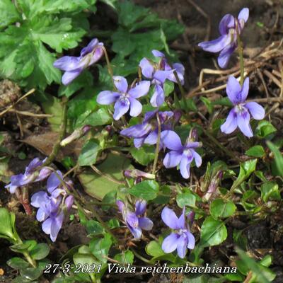 Viola reichenbachiana - 