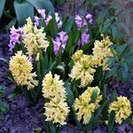 Hyacinthus orientalis 'Yellow Queen' - 
