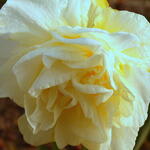 Narcissus 'White Lion' - 