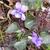 Viola riviniana 'Purpurea'