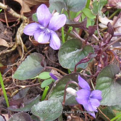 Viola riviniana 'Purpurea' - 