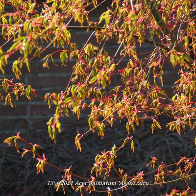 Acer palmatum 'Asahi zuru' - 