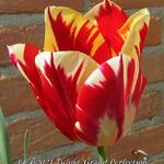 Tulipa 'Grand Perfection' - 