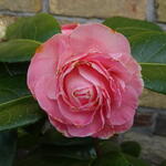 Camellia japonica 'Nuccio's Cameo' - 