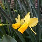 Narcissus Species - 