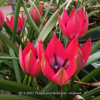 Tulipa pulchella var. violacea - 