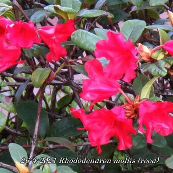 Rhododendron mollis (rood)