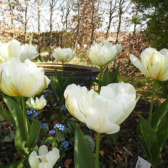 Tulipa 'Exotic Emperor'