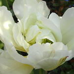 Tulipa 'Exotic Emperor' - 