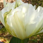 Tulipa 'Exotic Emperor' - 