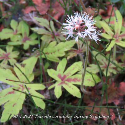 Tiarella cordifolia 'Spring Symphony' - Tiarella cordifolia 'Spring Symphony'